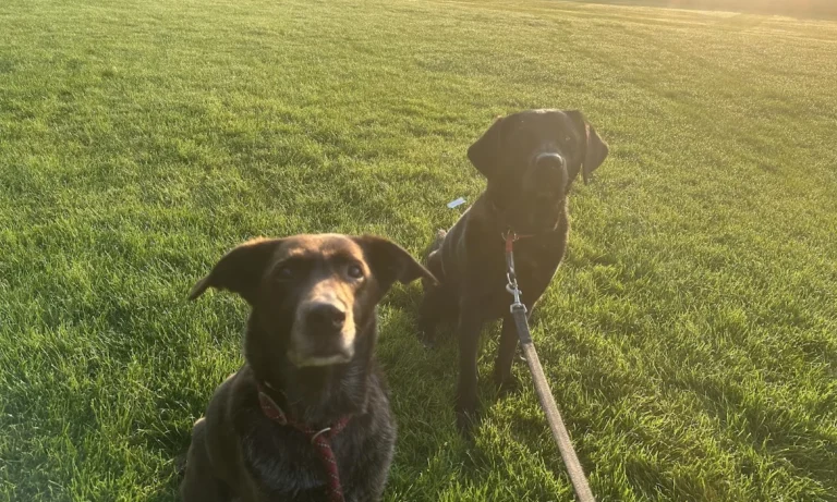 Medivet Tierarztpraxis Hamburg-Bergedorf