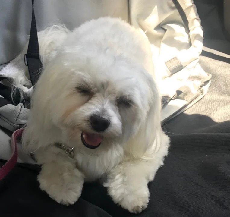 Medivet Tierarztpraxis Hamburg-Bergedorf