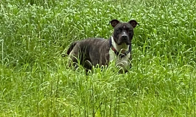 Medivet Tierarztpraxis Hamburg-Bergedorf