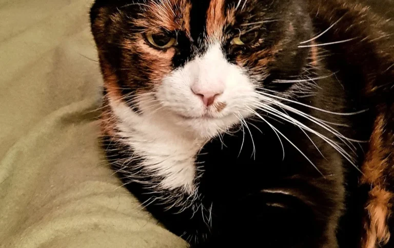 Medivet Tierarztpraxis Hamburg-Stellingen