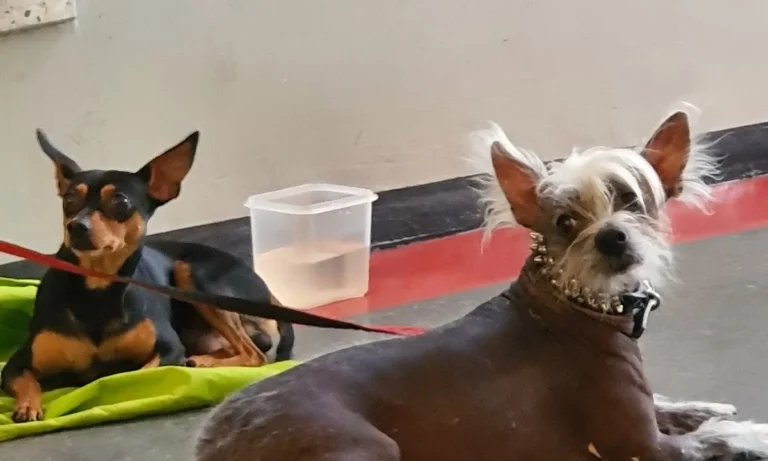 Medivet Tierarztpraxis Hamburg-Stellingen