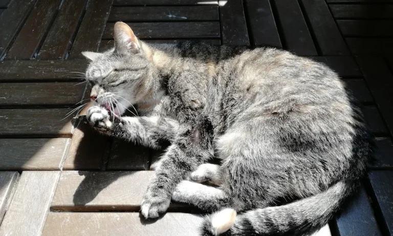 Medivet Tierarztpraxis Hamburg-Stellingen