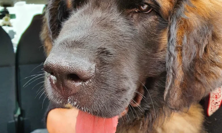 Medivet Tierarztpraxis Hamburg-Stellingen