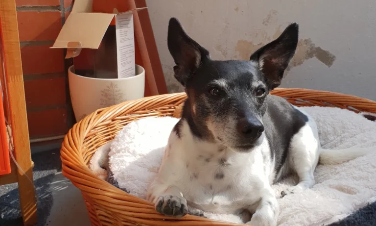 Medivet Tierarztpraxis Hamburg-Stellingen