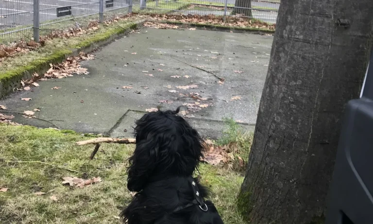 Medivet Tierarztpraxis Hamburg-Stellingen