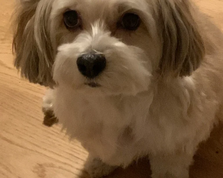 Medivet Tierarztpraxis Hannover