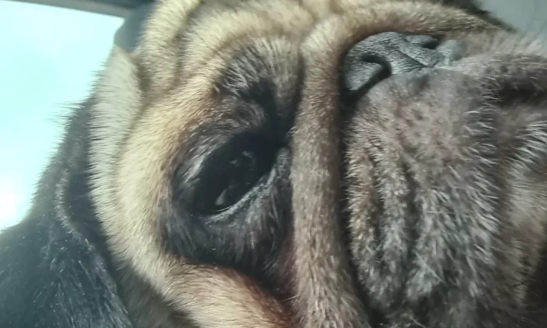 Medivet Tierarztpraxis Hannover