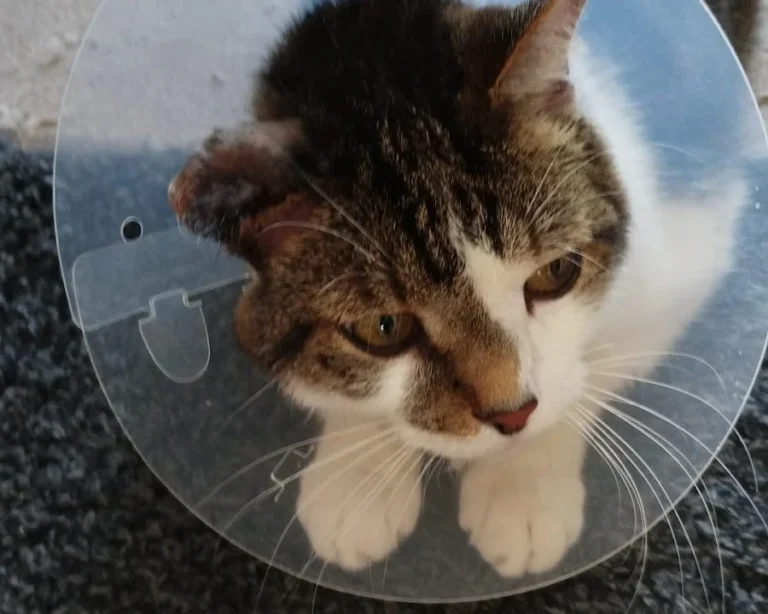 Medivet Tierarztpraxis Hannover