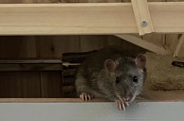 Medivet Tierarztpraxis Hannover