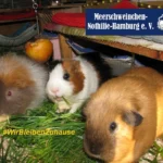 Meerschweinchen-Nothilfe-Hamburg e.V.