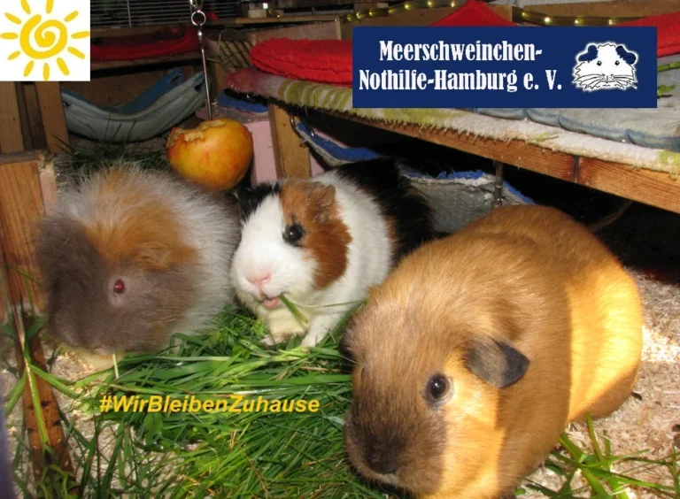 Meerschweinchen-Nothilfe-Hamburg e.V.