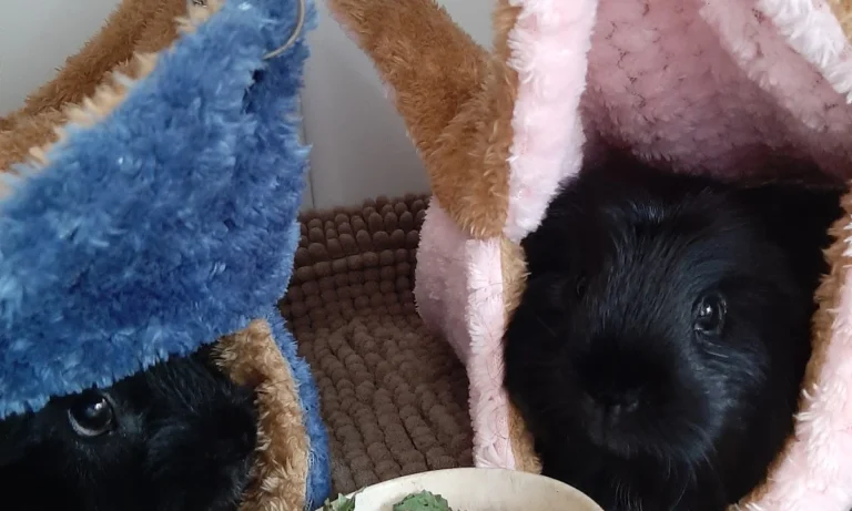 Meerschweinchen-Nothilfe-Hamburg e.V.