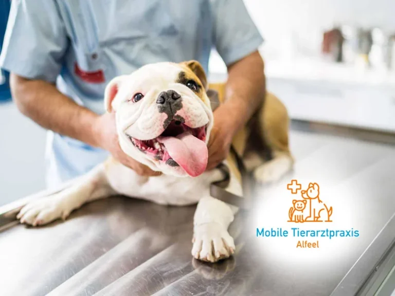 Mobile Tierarztpraxis Alfeel