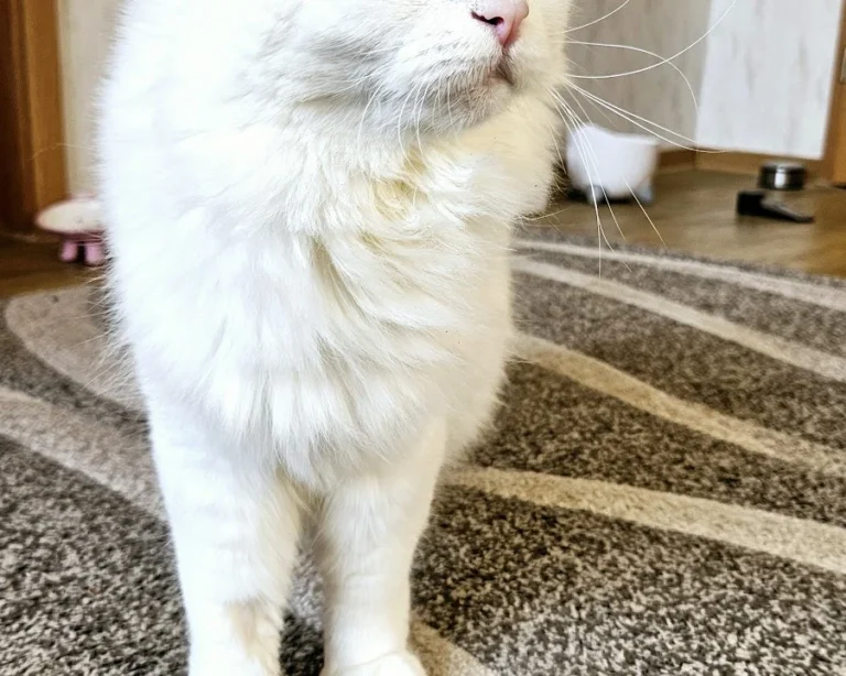 Mobile Tierarztpraxis Alfeel