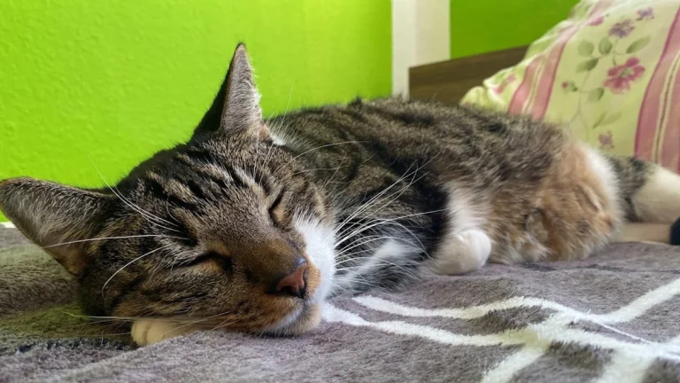 Mobile Tierarztpraxis Alfeel