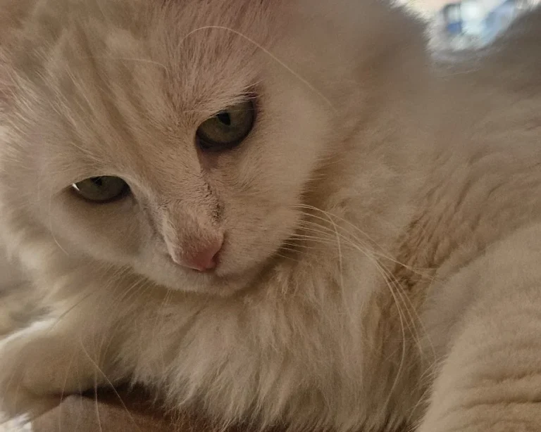 Mobile Tierarztpraxis Alfeel