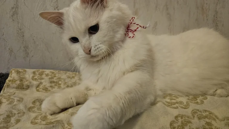 Mobile Tierarztpraxis Alfeel