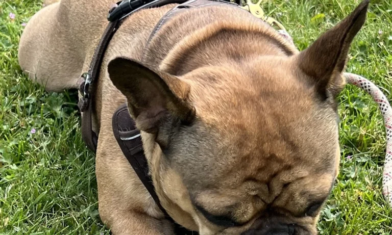 Mobile Tierarztpraxis Alfeel