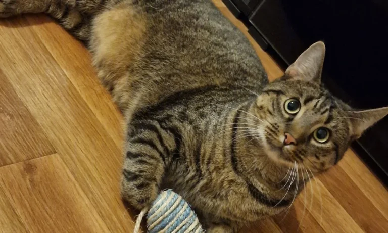 Mobile Tierarztpraxis Alfeel