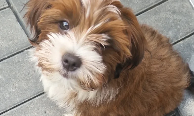 Mobile Tierarztpraxis Alfeel