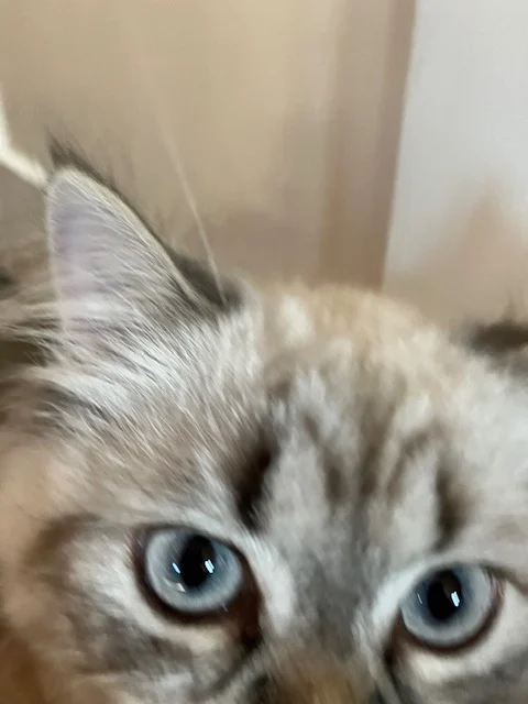 Mobile Tierarztpraxis MobiPet Lytvynenko