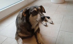 Mobile Tierheilpraxis NaturaMitis Ernährungsberatung & Mycotherapie