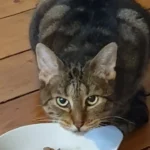 Mobiler Tierarzt Aachen Dr Mahmoud Aly