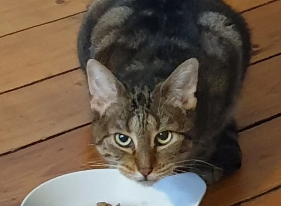 Tierarzt Mobiler Tierarzt Aachen Dr Mahmoud Aly Aachen