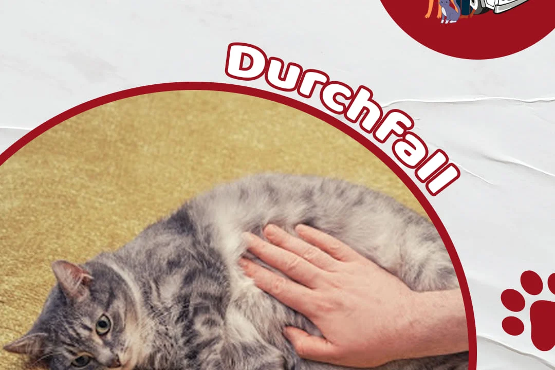 Tierarzt Mobiler Tierarzt Alovet für Notdienst und Allgemeine Untersuchung Karlsruhe