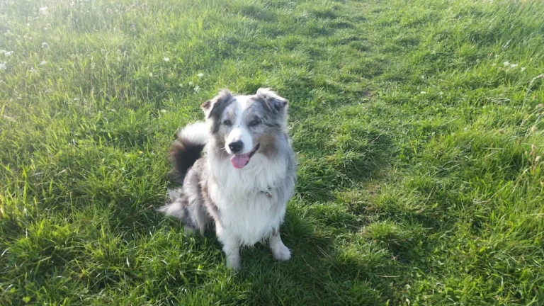 Natascha de Vries Tierärztin