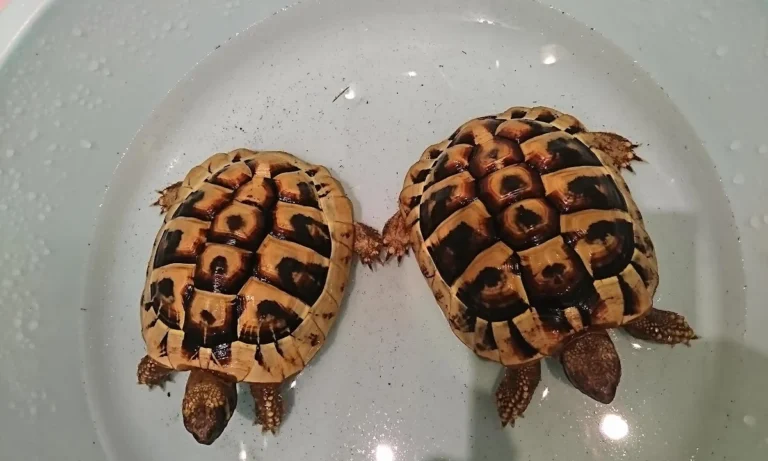 Noack Katrin Kleintierpraxis