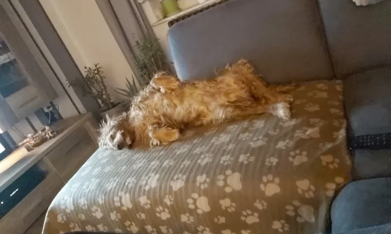 Noack Katrin Kleintierpraxis