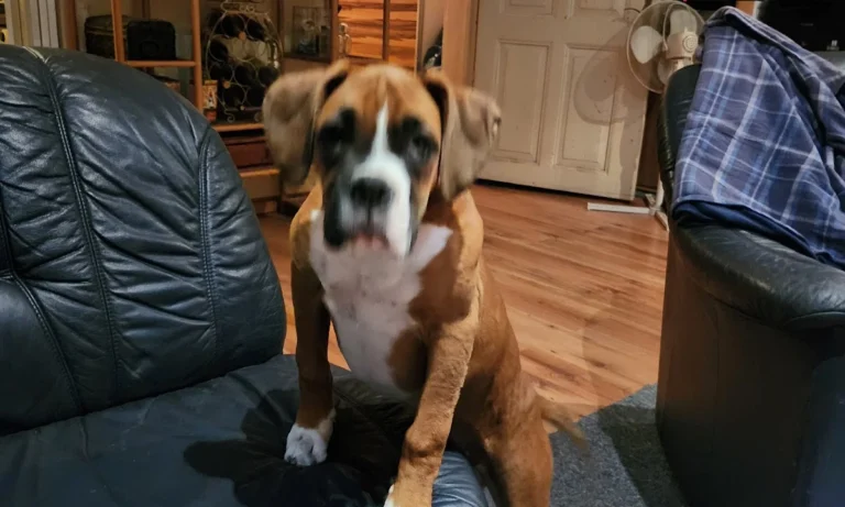 Pampa Mobiler Tierarzt Potsdam