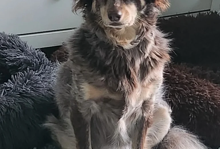 Pampa Mobiler Tierarzt Potsdam