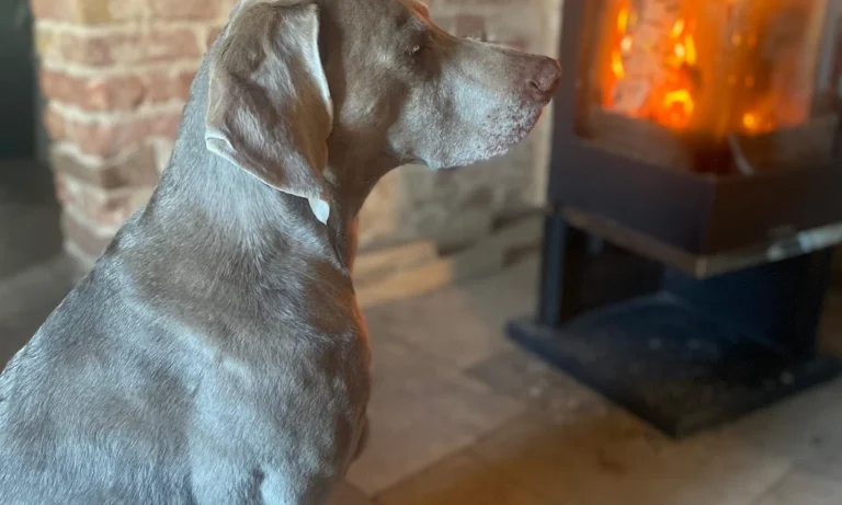 Pampa Mobiler Tierarzt Potsdam