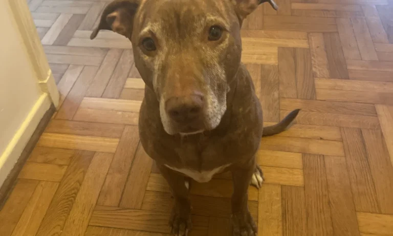 Pampa Mobiler Tierarzt Potsdam