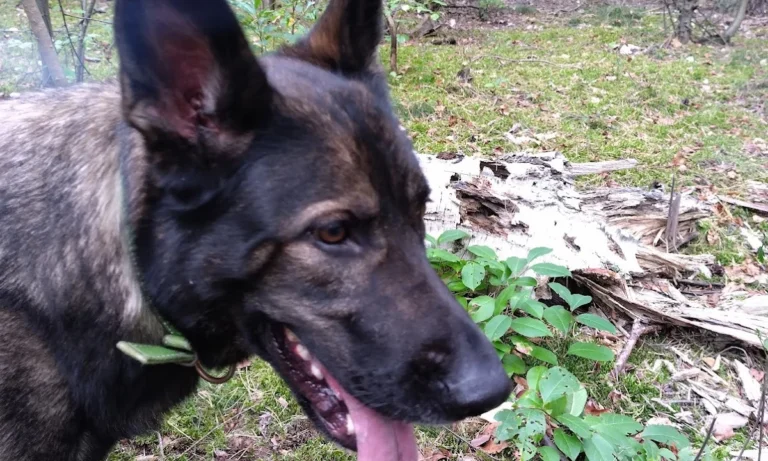 Pampa Mobiler Tierarzt Potsdam