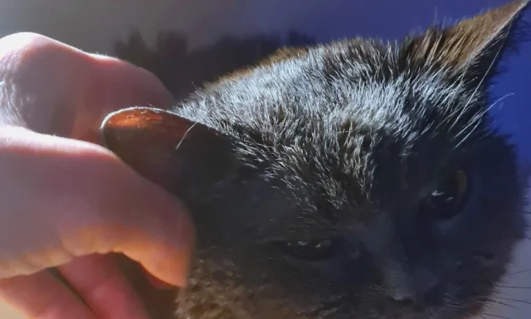 Pampa Mobiler Tierarzt Potsdam