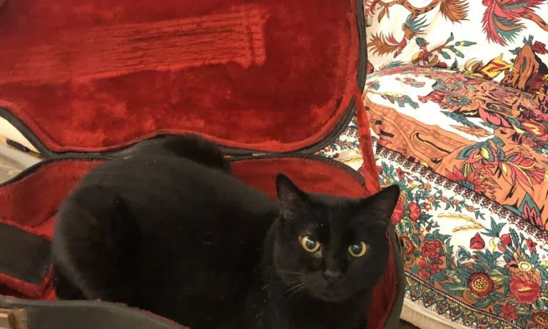 Pampa Mobiler Tierarzt Potsdam