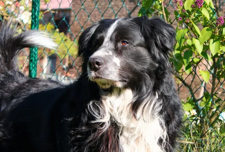 Pampa Mobiler Tierarzt Potsdam