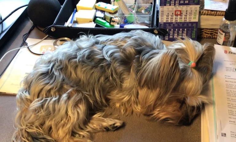 PatiVet Kleintierpraxis in Hannover Mitte, prakt. Tierärztin Dr. Hacer Kayaçelebi