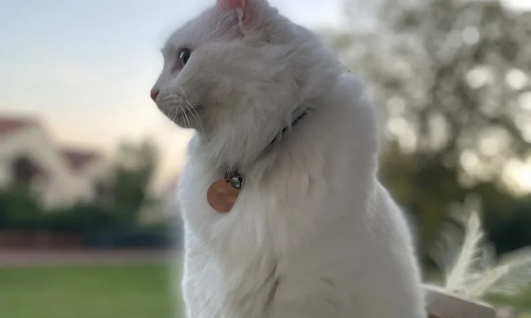 PatiVet Kleintierpraxis in Hannover Mitte, prakt. Tierärztin Dr. Hacer Kayaçelebi