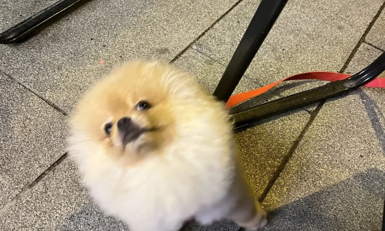 PatiVet Kleintierpraxis in Hannover Mitte, prakt. Tierärztin Dr. Hacer Kayaçelebi