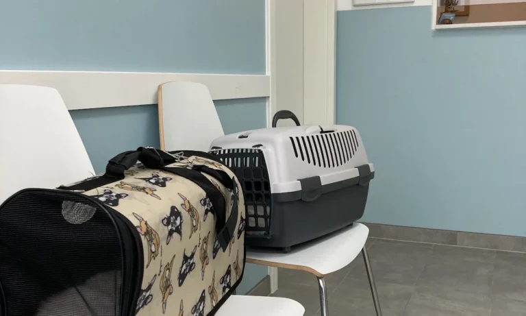 PatiVet Kleintierpraxis in Hannover Mitte, prakt. Tierärztin Dr. Hacer Kayaçelebi