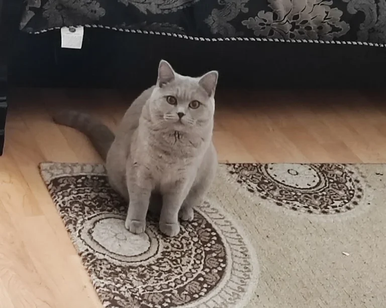 PatiVet Kleintierpraxis in Hannover Mitte, prakt. Tierärztin Dr. Hacer Kayaçelebi