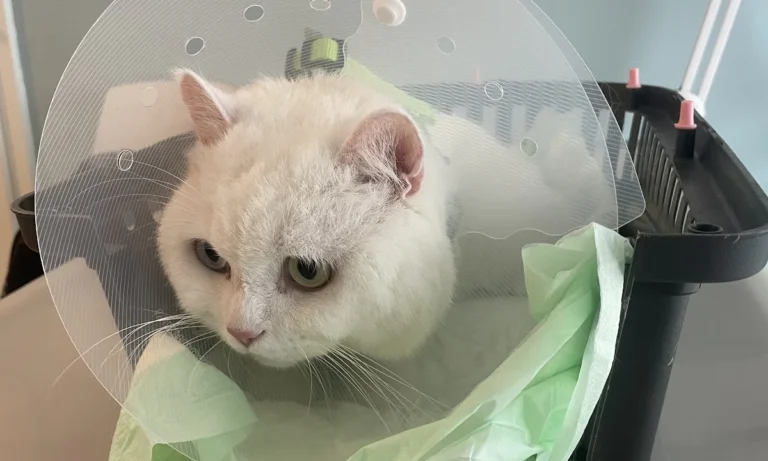 PatiVet Kleintierpraxis in Hannover Mitte, prakt. Tierärztin Dr. Hacer Kayaçelebi