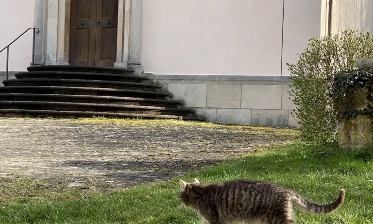 Pferde- und Kleintierpraxis Domäne Ammerhof
