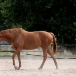 Pferdeosteopathie Julia Knogler