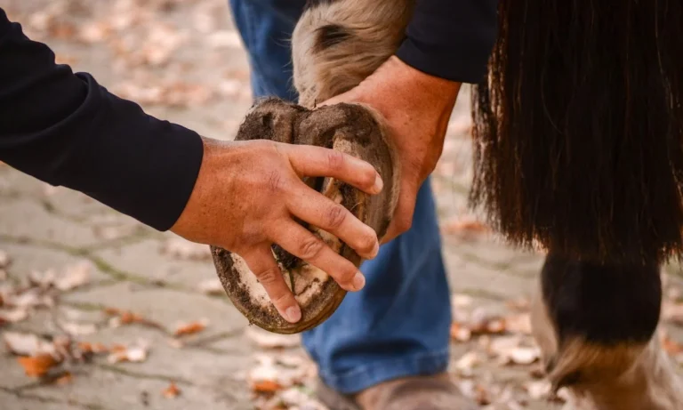 Pferdeosteopathie Julia Knogler