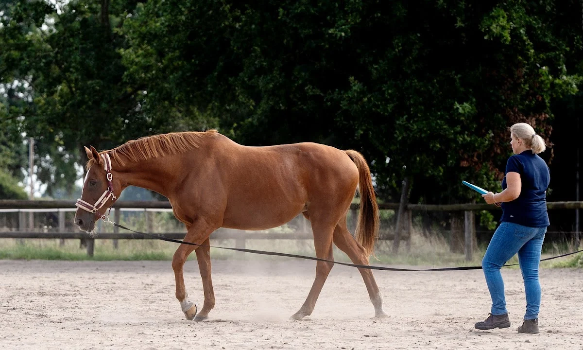 Tierarzt Pferdeosteopathie Julia Knogler Bremen